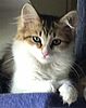 Russian Siberian kittens for sale